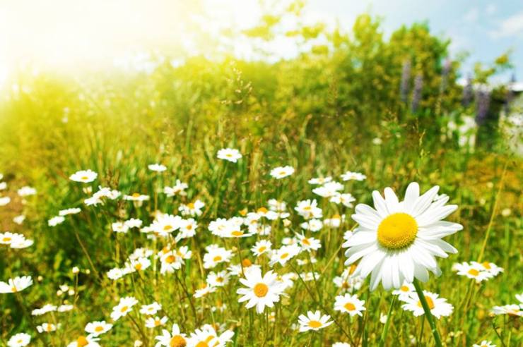 12390880_919289154793525_2347312932953585257_n