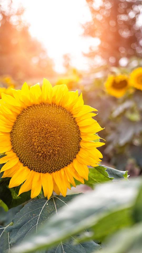 35784730_10214719012307534_4881687535467626496_n